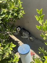 Reunited Female Dog last seen Near Soboba Rd, San Jacinto, CA 92583, USA, San Jacinto, CA 92583