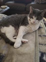 Lost Female Cat last seen Inman and Moscrop street, Burnaby, BC V5G 2Y1