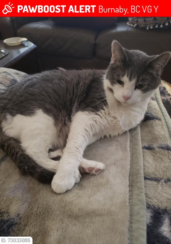 Lost Female Cat last seen Inman and Moscrop street, Burnaby, BC V5G 2Y1
