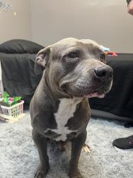 Reunited Male Dog last seen 119th and Ainsworth in Parkland , Parkland, WA 98444