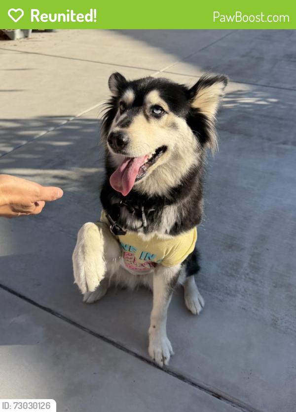 Reunited Female Dog last seen Near Summit Ridge Dr, Walnut, CA 91789, USA, Walnut, CA 91789
