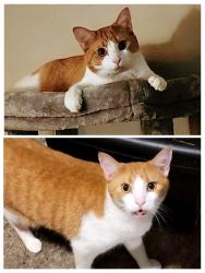 Lost Male Cat last seen Oakridge Dr Dayton, OH 4517, Dayton, OH 45417