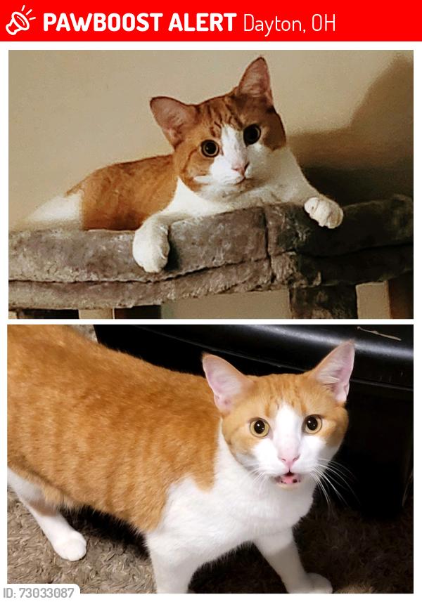 Lost Male Cat last seen Oakridge Dr Dayton, OH 4517, Dayton, OH 45417