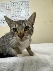 Shelter Stray Female Cat last seen ISHERWOOD, 1950 Stevenson Blvd, Fremont, CA 94538, USA
