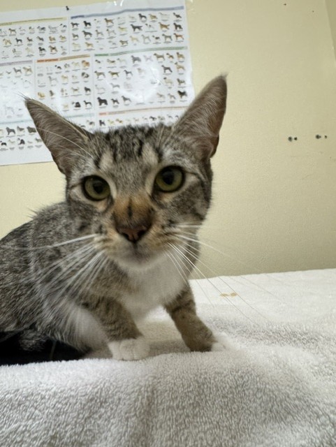 Shelter Stray Female Cat last seen ISHERWOOD, 1950 Stevenson Blvd, Fremont, CA 94538, USA