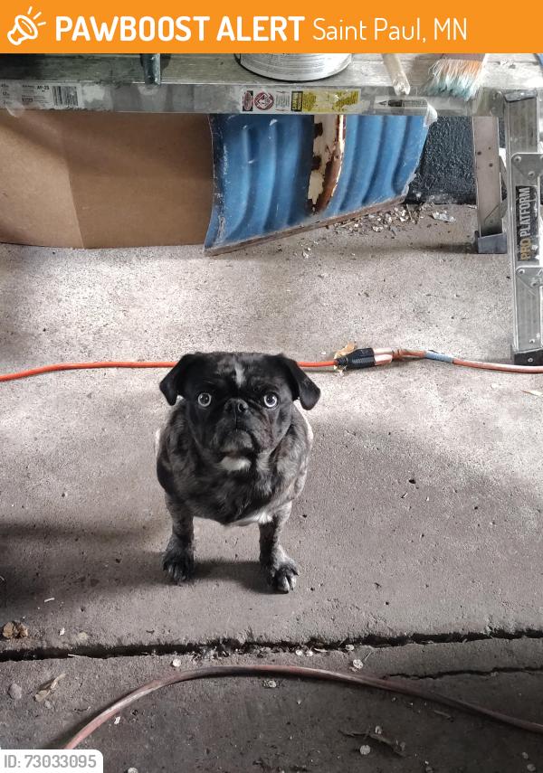 Found/Stray Female Other last seen Farmington, Saint Paul, MN 55117