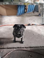 Found/Stray Female Other last seen Farmington, Saint Paul, MN 55117
