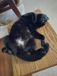 Lost Female Cat last seen Carvalho St./ Carter St., Palm Bay, FL 32909