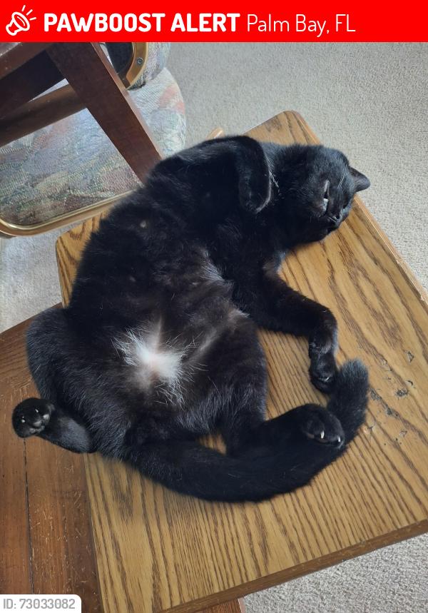 Lost Female Cat last seen Carvalho St./ Carter St., Palm Bay, FL 32909