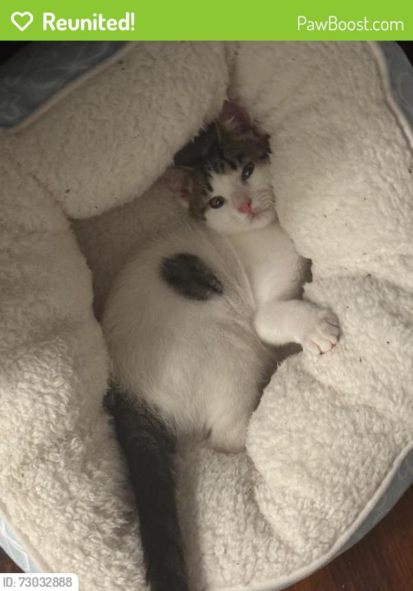 Reunited Female Cat last seen Near ave and 80 street, Queens, NY 11373
