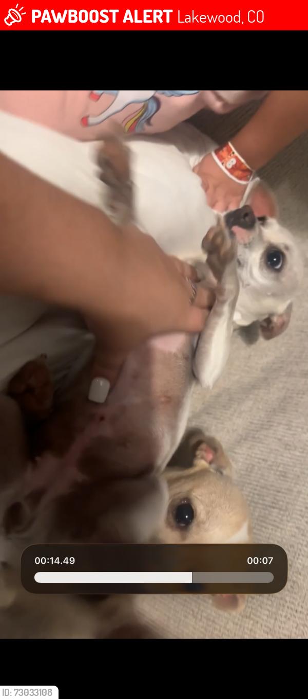 Lost Female Dog last seen Near west 9th Ave Lakewood co , Lakewood, CO 80214