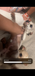 Lost Female Dog last seen Near west 9th Ave Lakewood co , Lakewood, CO 80214