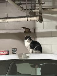 Found/Stray Unknown Cat last seen in parking garage of 8 Captain Dr, Emeryville, CA 94608