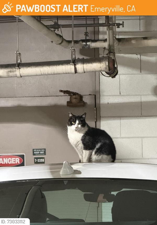 Found/Stray Unknown Cat last seen in parking garage of 8 Captain Dr, Emeryville, CA 94608