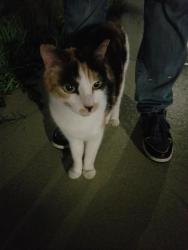 Found/Stray Female Cat last seen Huntington neighborhood, Miramar, FL 33027