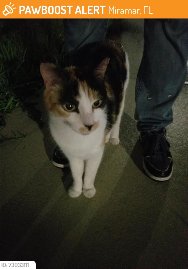 Found/Stray Female Cat last seen Huntington neighborhood, Miramar, FL 33027