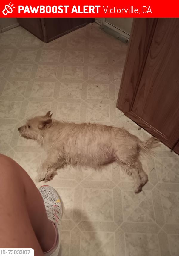 Lost Female Dog last seen Amethyst y begonia, Victorville, CA 92394