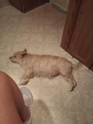 Lost Female Dog last seen Amethyst y begonia, Victorville, CA 92394
