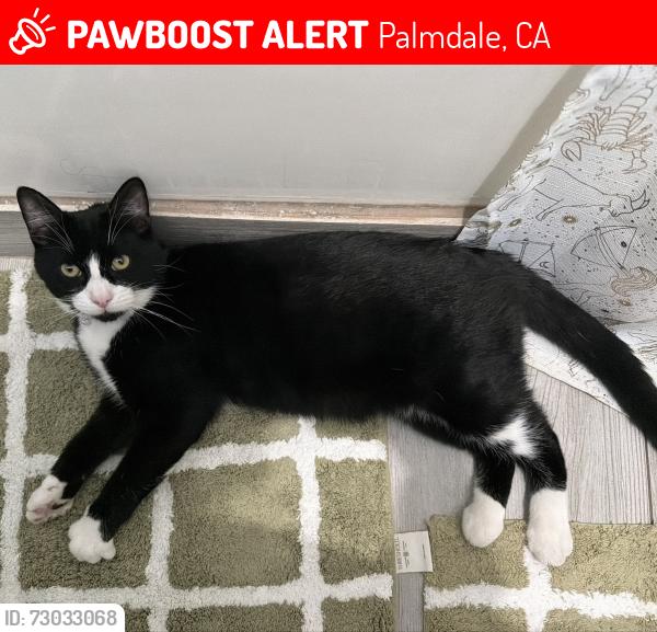 Lost Male Cat last seen Domenic Massari Park, Palmdale, CA 93552