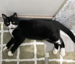 Lost Male Cat last seen Domenic Massari Park, Palmdale, CA 93552