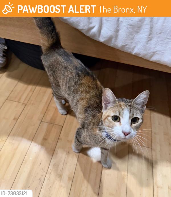 Found/Stray Female Cat last seen Walton ave & Clifford Pl, The Bronx, NY 10453