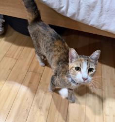 Found/Stray Female Cat last seen Walton ave & Clifford Pl, The Bronx, NY 10453