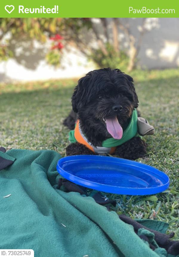 Reunited Male Dog last seen Foster and Woodruff , Bellflower, CA 90706