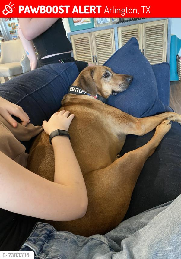 Lost Male Dog last seen S field and overleaf way, Arlington, TX 76002