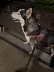 Found/Stray Female Dog last seen Near Jefferson street , Riverside, CA 92504