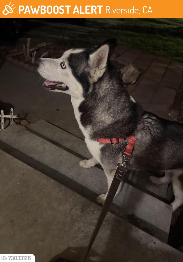 Found/Stray Female Dog last seen Near Jefferson street , Riverside, CA 92504