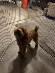 Found/Stray Unknown Dog last seen Tango Dr, Santa Clarita, CA 91354