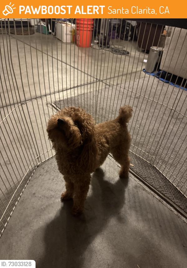 Found/Stray Unknown Dog last seen Tango Dr, Santa Clarita, CA 91354