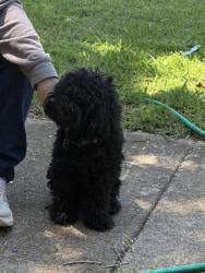 Lost Male Dog last seen Cortez dr, Fort Worth, TX 76116
