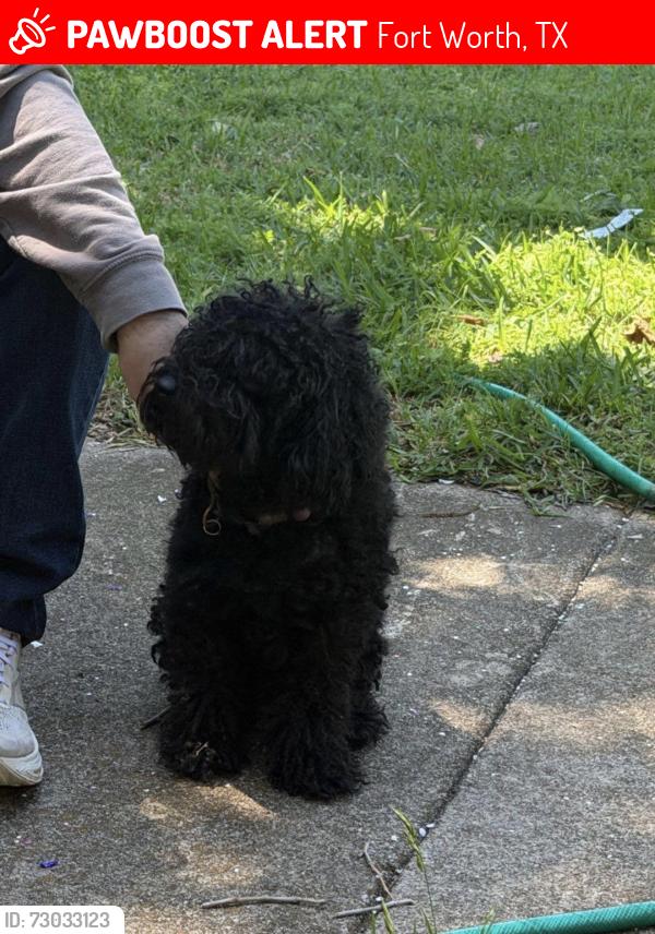 Lost Male Dog last seen Cortez dr, Fort Worth, TX 76116