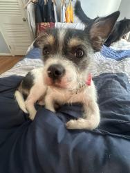 Lost Male Dog last seen Near the beach at the address given. , Panama City Beach, FL 32413
