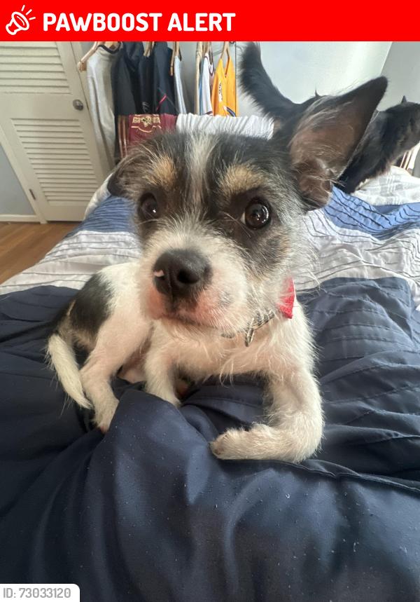 Lost Male Dog last seen Near the beach at the address given. , Panama City Beach, FL 32413