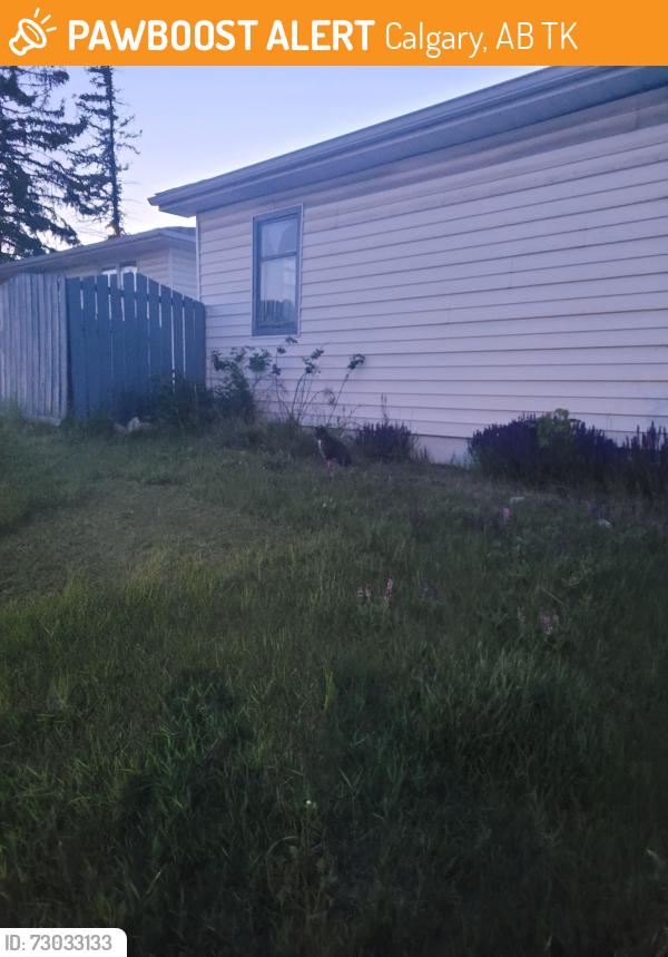 Found/Stray Unknown Cat last seen Stop sign on trollinger st ne ab, Calgary, AB T2K