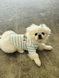Lost Female Dog last seen Lewis near travis elementary school, Port Arthur, TX 77642