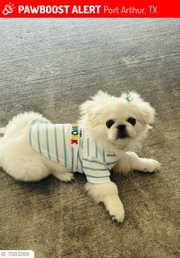 Lost Female Dog last seen Lewis near travis elementary school, Port Arthur, TX 77642
