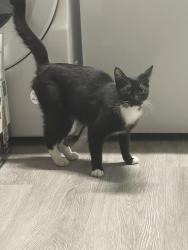 Found/Stray Unknown Cat last seen 98th Ave, Oakland, CA 94603