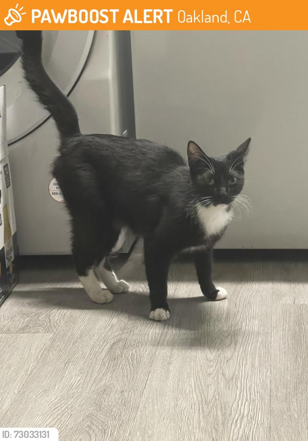 Found/Stray Unknown Cat last seen 98th Ave, Oakland, CA 94603
