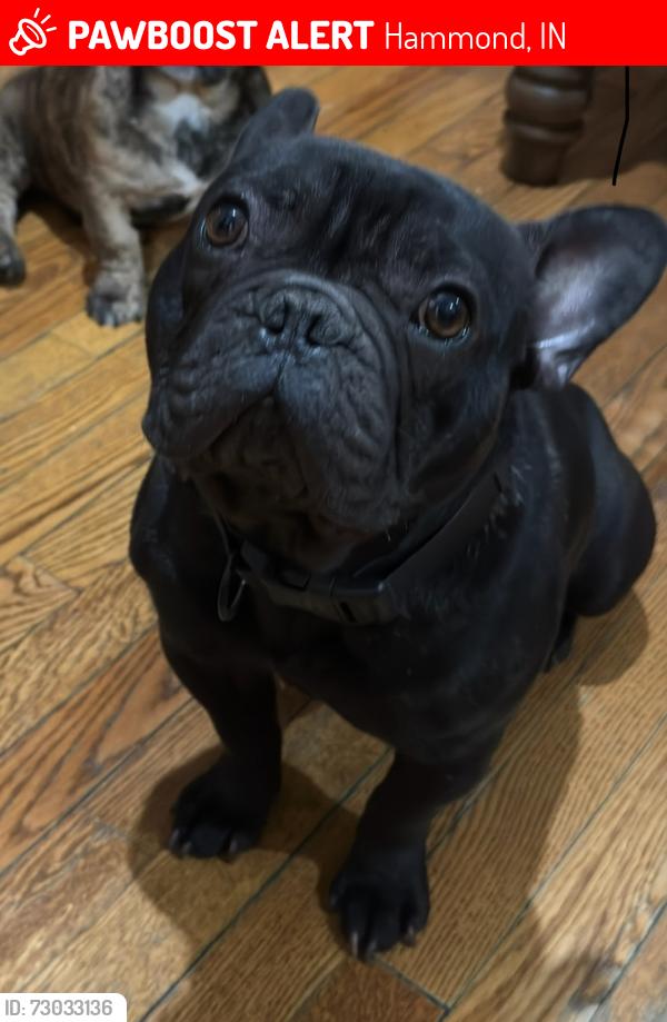 Lost Male Dog last seen 169st in Hammond Indiana , Hammond, IN 46324