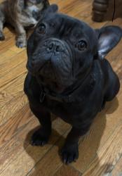 Lost Male Dog last seen 169st in Hammond Indiana , Hammond, IN 46324