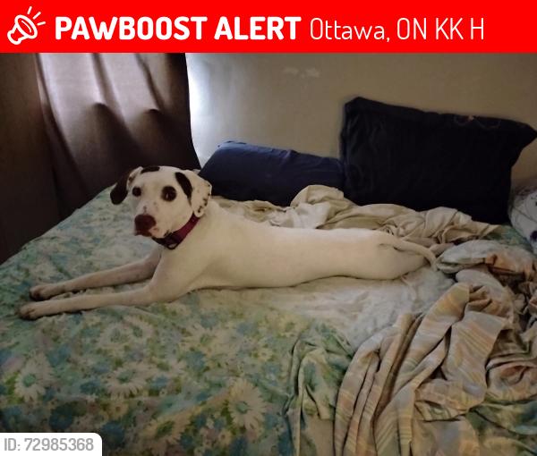 Lost Female Dog last seen Near Bernard st, Ottawa, ON K1K 3H7