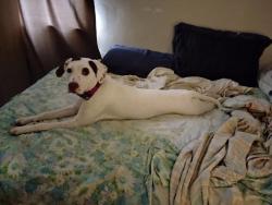 Lost Female Dog last seen Near Bernard st, Ottawa, ON K1K 3H7