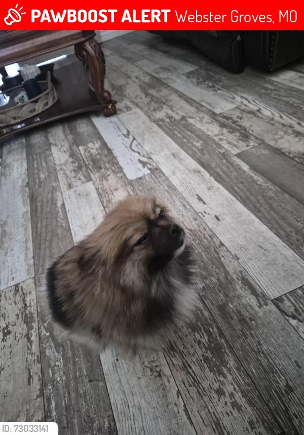 Lost Female Dog last seen Near Ochoa Middle School Pasco, Webster Groves, MO 63119