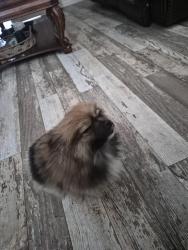 Lost Female Dog last seen Near Ochoa Middle School Pasco, Webster Groves, MO 63119