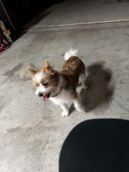 Found/Stray Male Dog last seen Day ave , Bakersfield, CA 93308