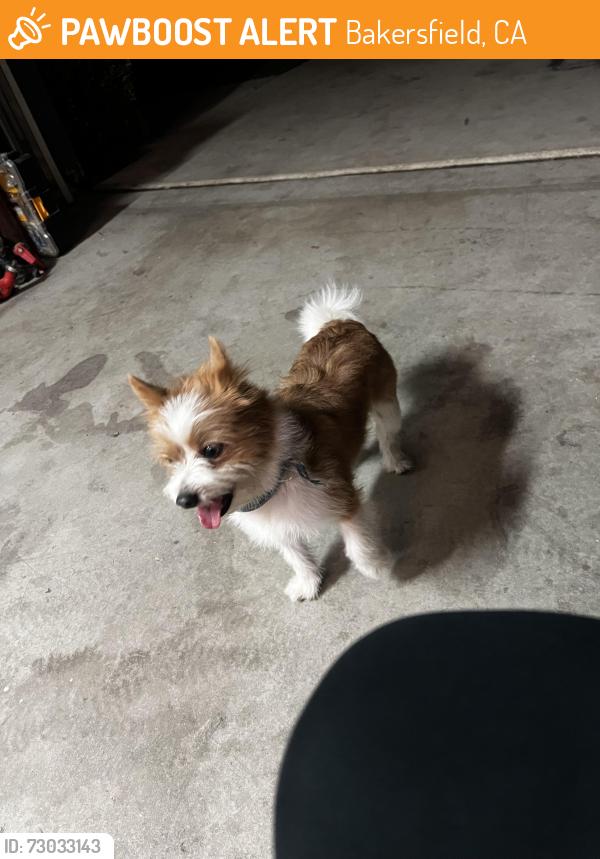Found/Stray Male Dog last seen Day ave , Bakersfield, CA 93308