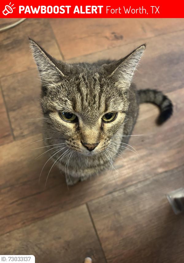 Lost Male Cat last seen Greenfern lane & basswood, Fort Worth, TX 76137